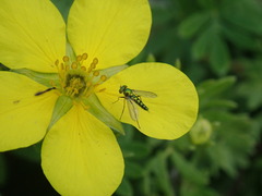 Condylostylus caudatus