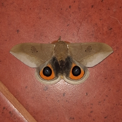 Automeris naranja