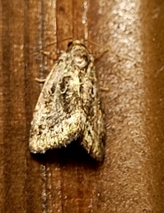 Protodeltote muscosula