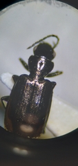 Apristus pugetanus