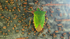 Pentatoma japonica
