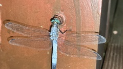 Orthetrum albistylum speciosum