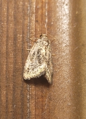 Protodeltote muscosula