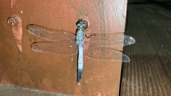 Orthetrum albistylum speciosum