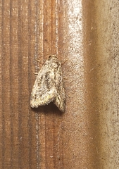 Protodeltote muscosula