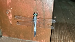 Orthetrum albistylum speciosum