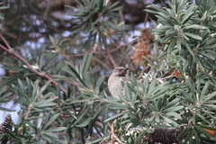 Anthochaera chrysoptera