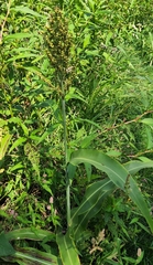 Sorghum bicolor