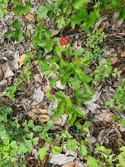 Rubus trivialis