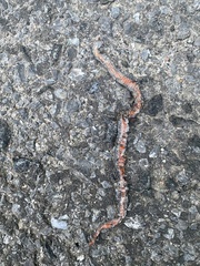 Storeria occipitomaculata