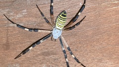 Argiope bruennichi