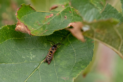 Pennisetia marginatum