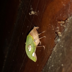 Pycnopalpa bicordata