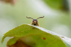 Pennisetia marginatum