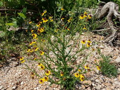 Helenium flexuosum