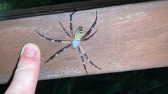 Argiope bruennichi