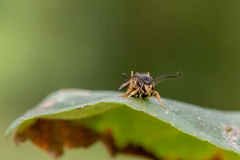 Pennisetia marginatum