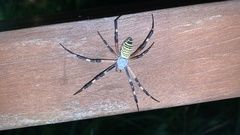 Argiope bruennichi