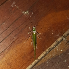 Pycnopalpa bicordata