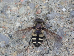 Sericomyia transversa