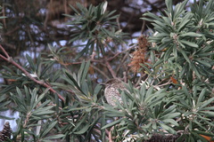 Anthochaera chrysoptera