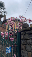 Magnolia × soulangeana