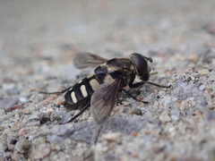 Sericomyia transversa