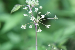 Angelica atropurpurea