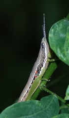 Neorthacris