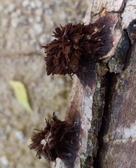 Stemonitis splendens