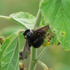 Xylocopa grisescens