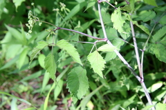 Angelica atropurpurea