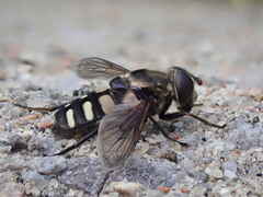 Sericomyia transversa