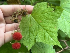 Rubus parviflorus