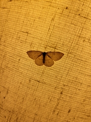 Cyclophora pendulinaria