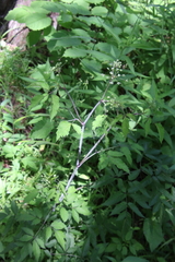 Angelica atropurpurea