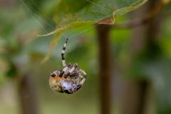 Araneus trifolium
