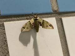 Callambulyx tatarinovii