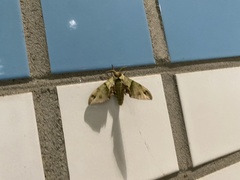 Callambulyx tatarinovii