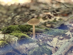 Leccinellum pseudoscabrum