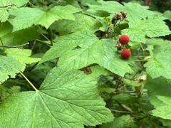 Rubus parviflorus