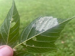 Hyphantria cunea