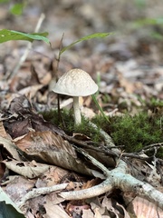 Leccinellum pseudoscabrum