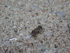 Megachile rotundata