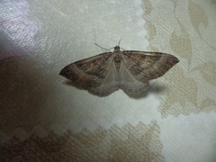 Larentia clavaria