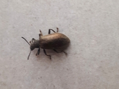 Lagria villosa