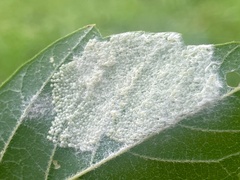 Hyphantria cunea