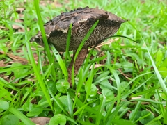 Strobilomyces strobilaceus