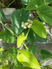 Cissus