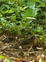 Copsychus malabaricus